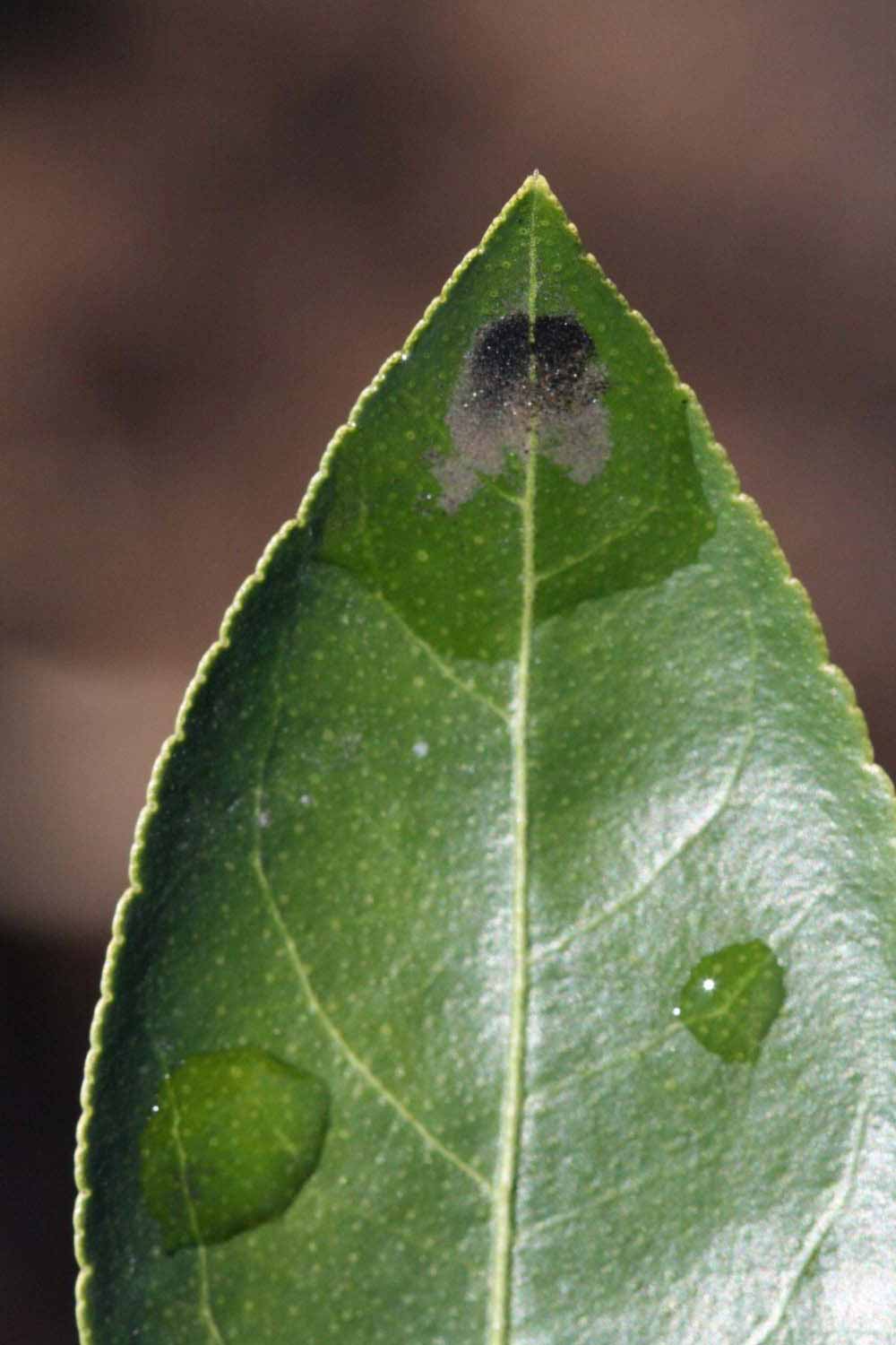              Margin (Riverside, CA)       